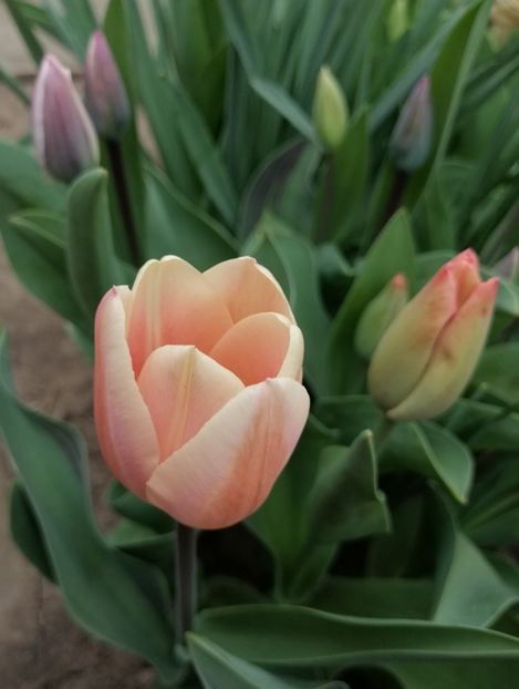  - 2020 Ian feb martie aprilie