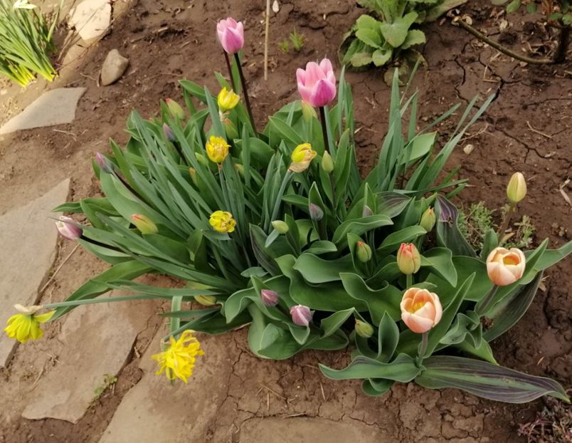  - 2020 Ian feb martie aprilie