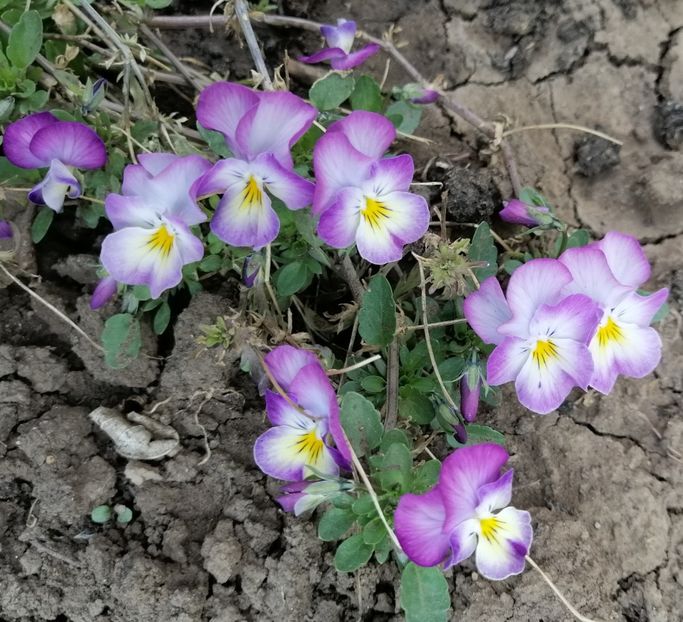  - 2020 Ian feb martie aprilie