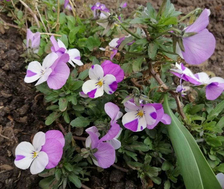  - 2020 Ian feb martie aprilie