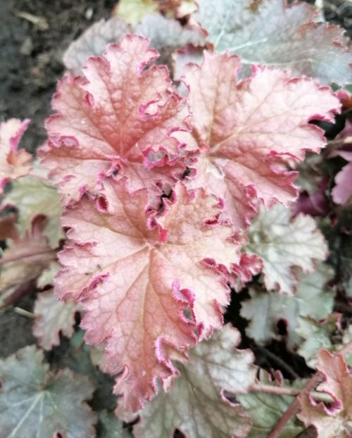 heuchera ginger peach - 2020 Ian feb martie aprilie