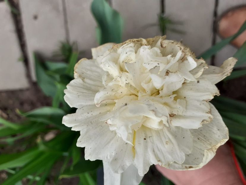 IMG-20200330-WA0071 - 2020