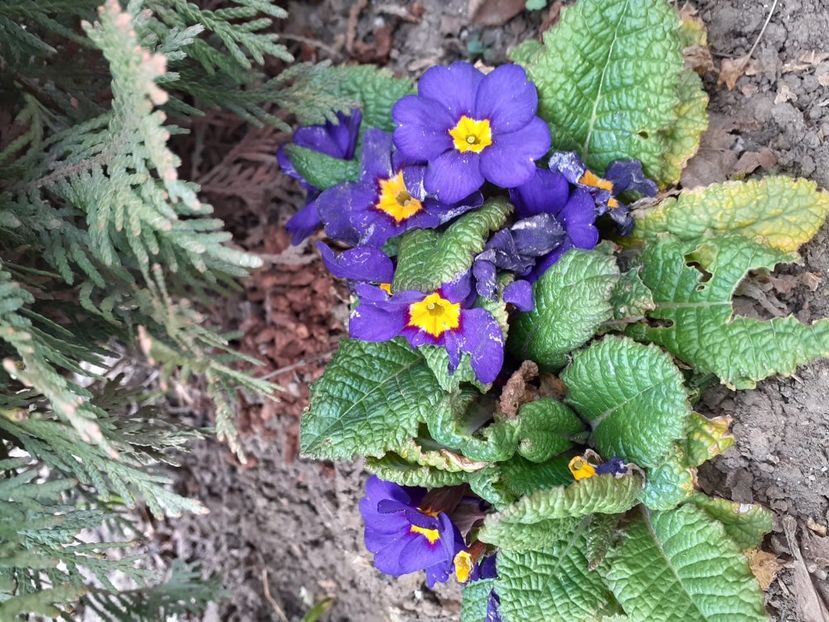 IMG-20200330-WA0066 - 2020