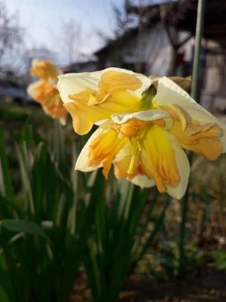 19.03 cand f cald cand f frig - 1-primavara 2020