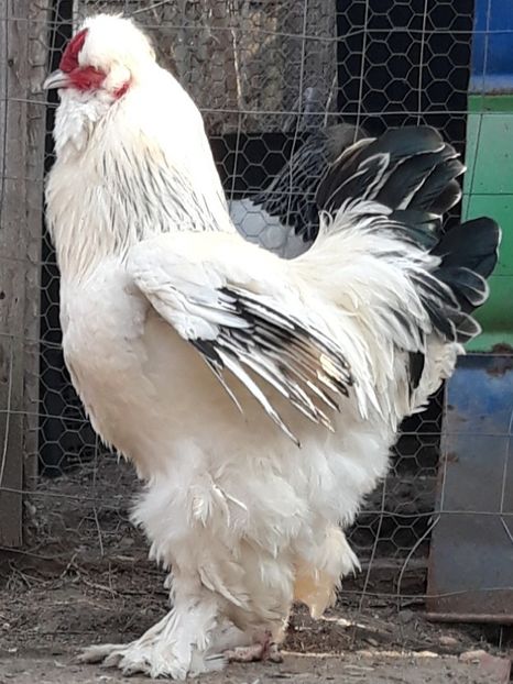  - Gaini motate barboase