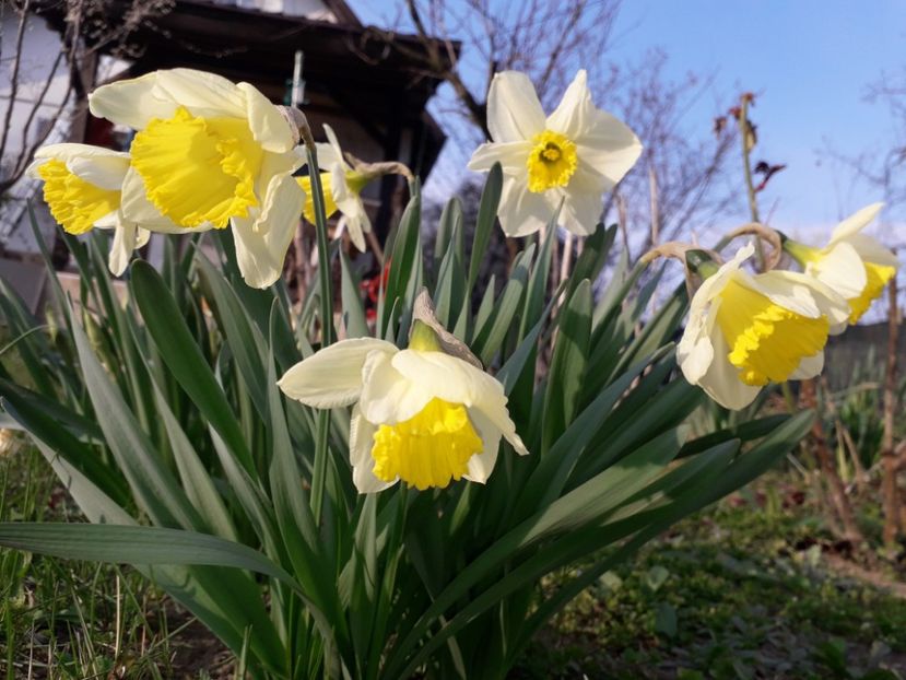 19.03 dupa nopți cu ger - 1-primavara 2020