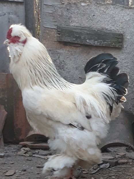  - Gaini motate barboase