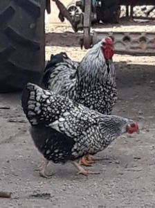  - Găini wyandotte argintiu