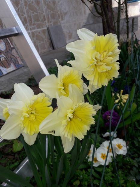 10.03 - 1-primavara 2020