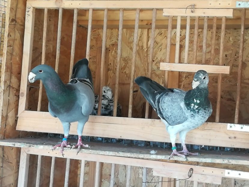  - Matca germani 2020