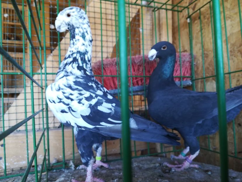  - Matca germani 2020