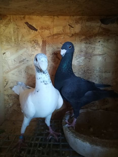  - Matca germani 2020