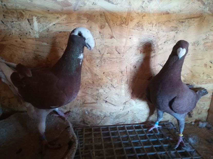  - Matca germani 2020