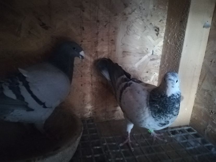  - Matca germani 2020