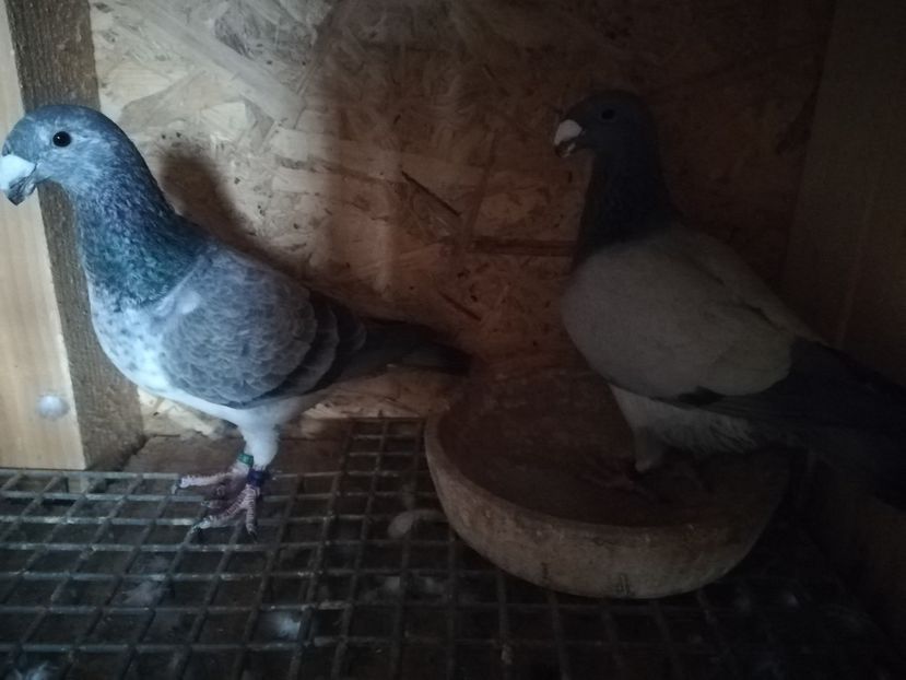  - Matca germani 2020