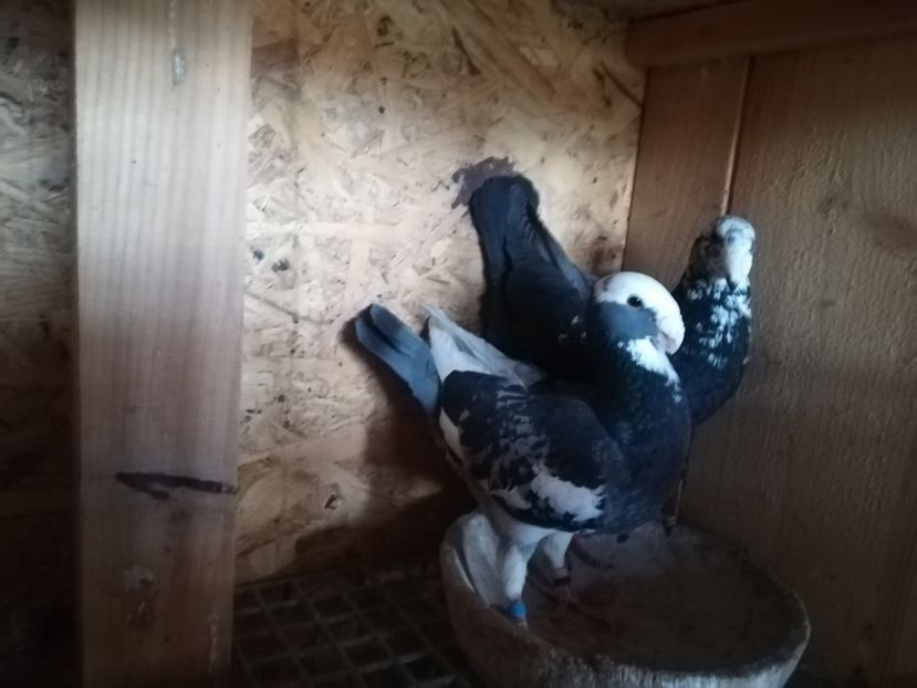  - Matca germani 2020