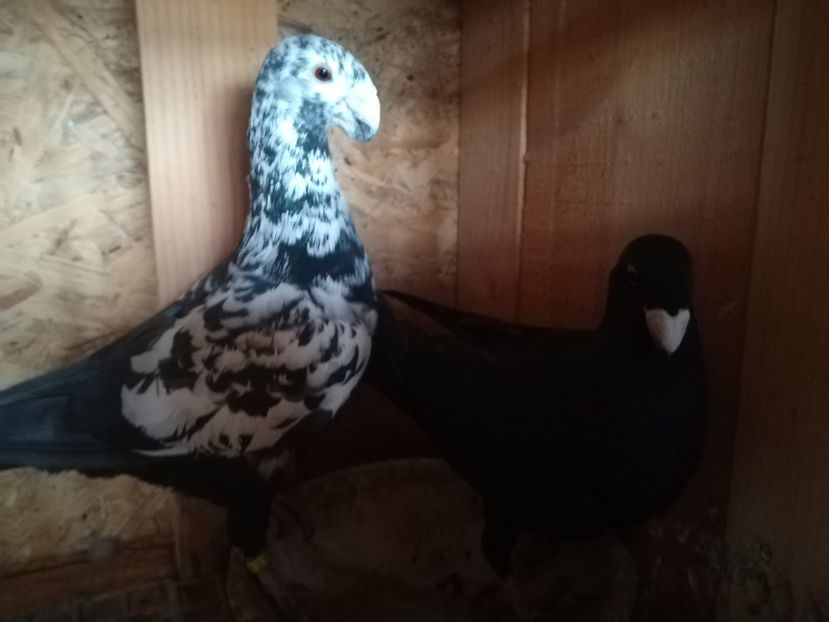  - Matca germani 2020