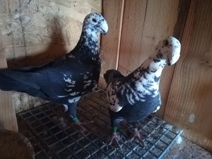  - Matca germani 2020