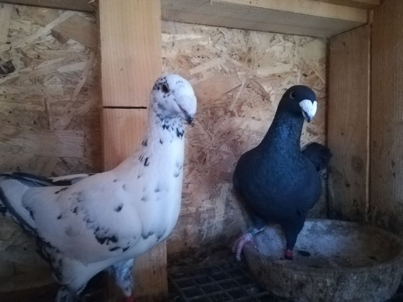  - Matca germani 2020