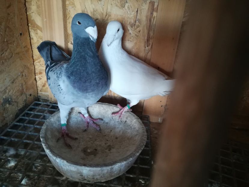  - Matca germani 2020