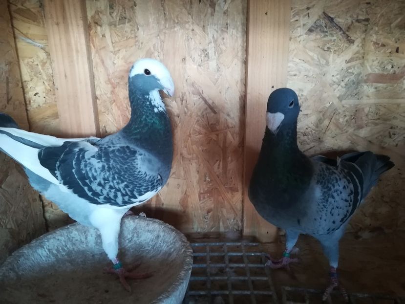  - Matca germani 2020