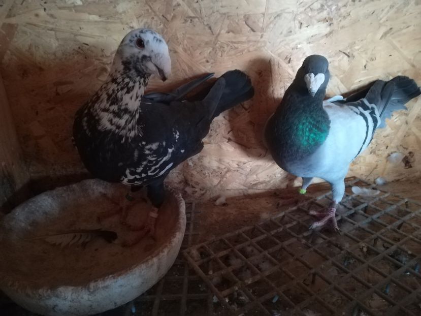  - Matca germani 2020