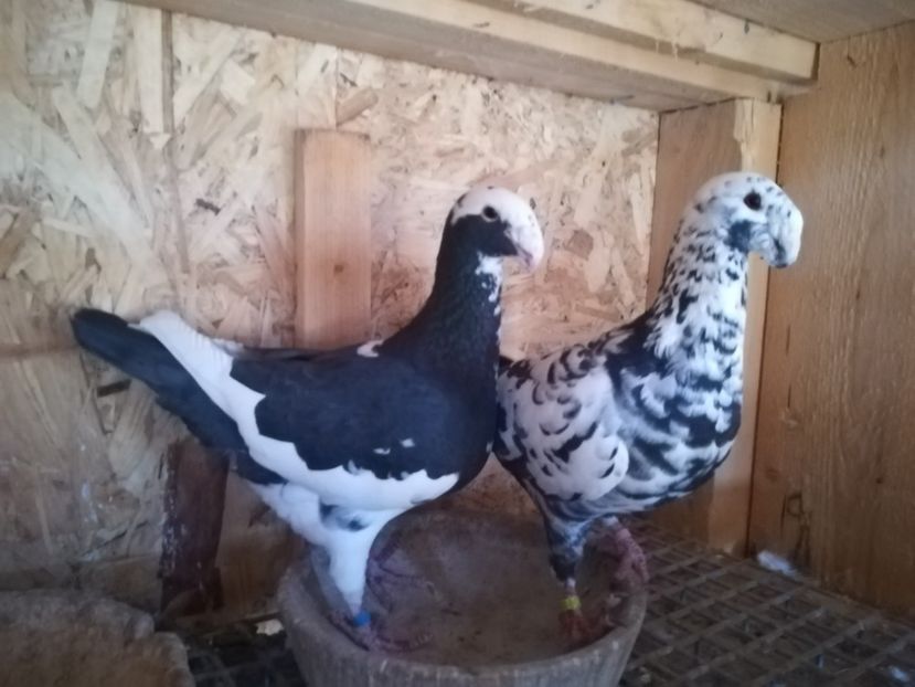  - Matca germani 2020