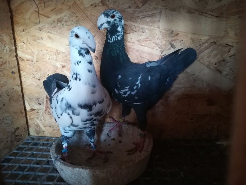  - Matca germani 2020