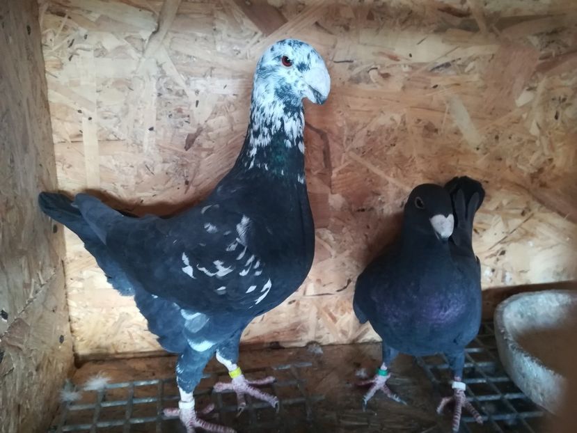  - Matca germani 2020