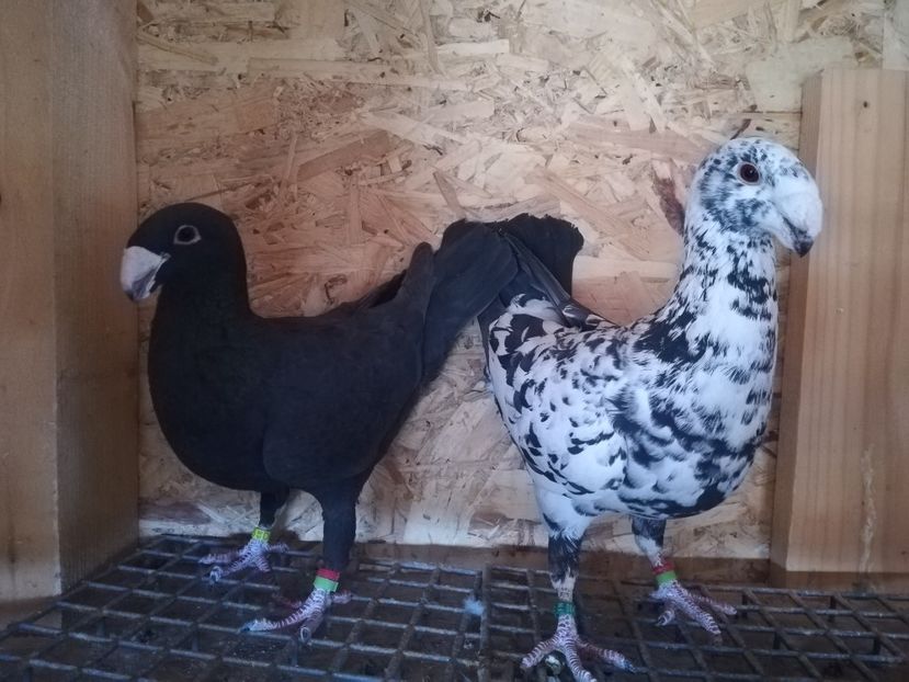  - Matca germani 2020