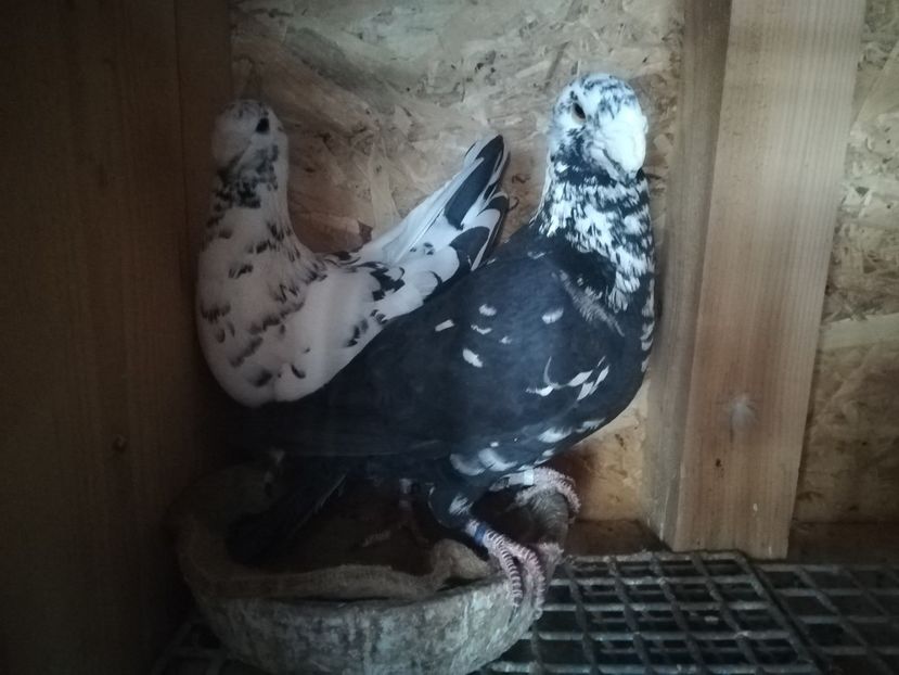  - Matca germani 2020