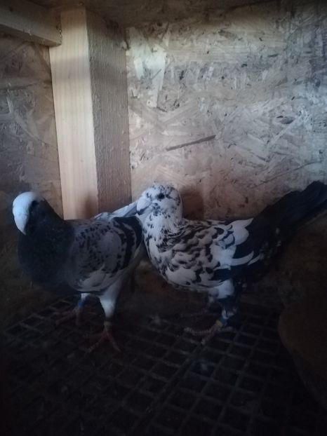  - Matca germani 2020