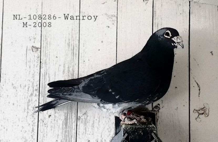  - porumbei - matca de vanzare!