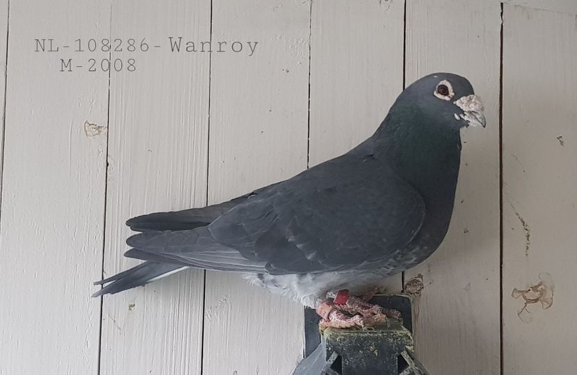  - porumbei - matca de vanzare!