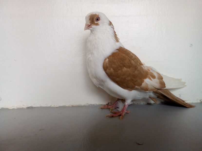  - PORUMBEI CARE MI AU APARTINUT