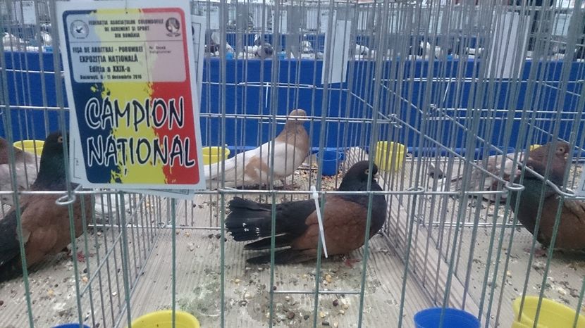 9DA72855-86DF-4A6A-970C-9DB99D472EE8 - 4 NATIONALA ROMANIEI BUCURESTI 2016