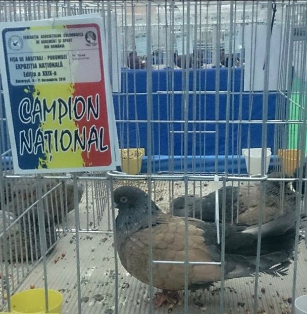 3068B8AD-A11B-4A16-92E0-C3BF431597E8 - 4 NATIONALA ROMANIEI BUCURESTI 2016