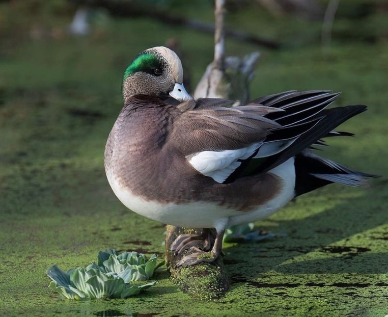  - Un fel de rai pe pământ!
