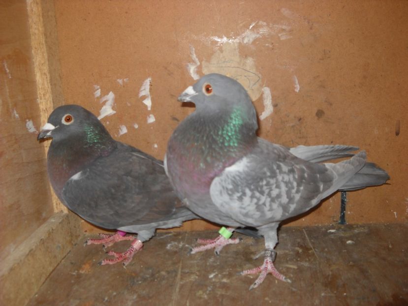  - UNDEVA IN SUCEAVA arhiva