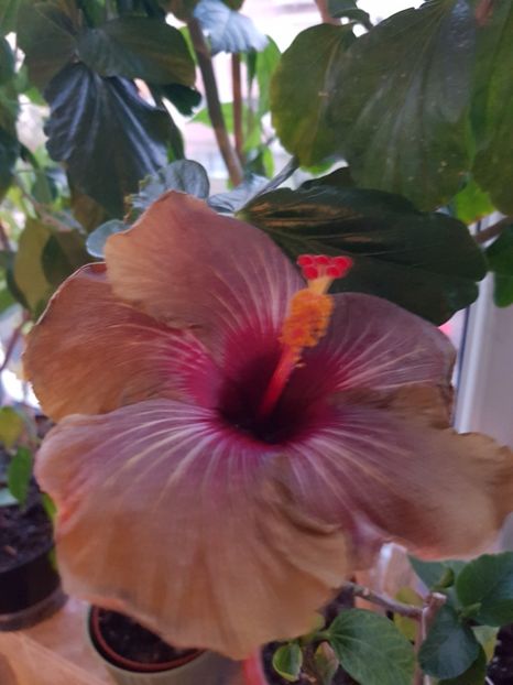  - HIBISCUS 2020