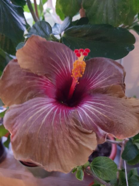  - HIBISCUS 2020