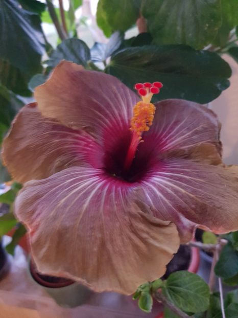  - HIBISCUS 2020