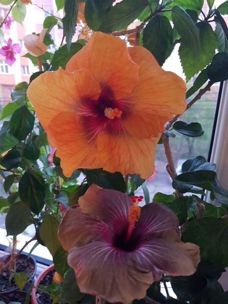 - HIBISCUS 2020