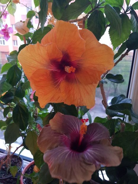  - HIBISCUS 2020