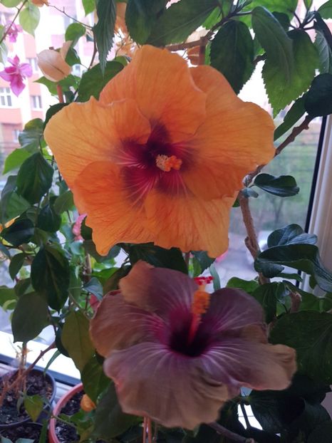  - HIBISCUS 2020