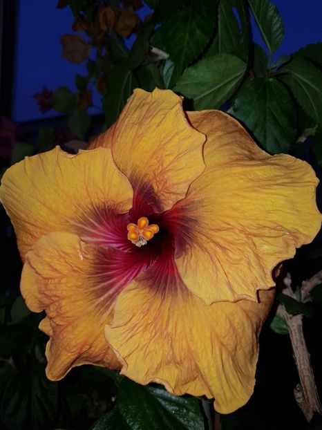  - HIBISCUS 2020