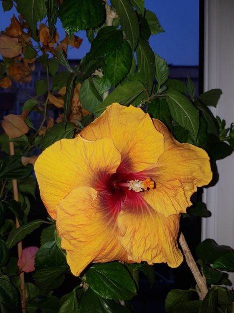  - HIBISCUS 2020