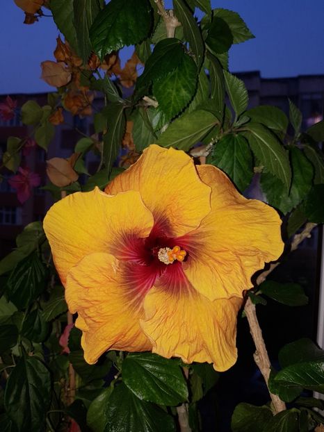  - HIBISCUS 2020