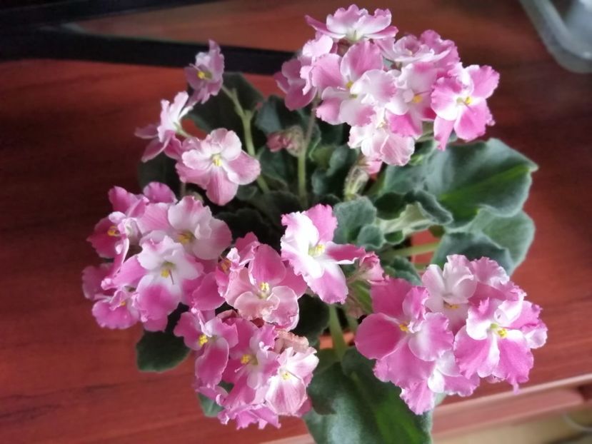  - NEFITOASE - doar - frumoase