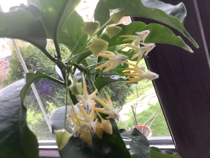  - Multiflora